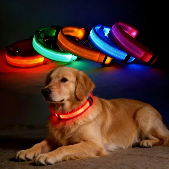 LED Flashing Dog Collar – Nylon Safety